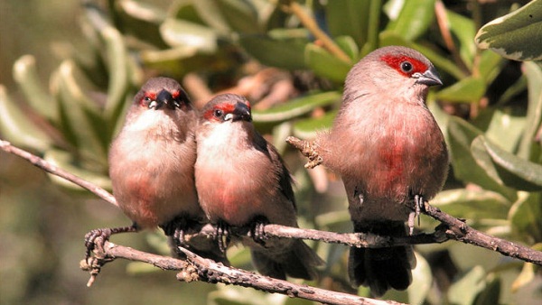 3 Birds - Jose Rocha / Wikimedia Commons/ Lizenz: CC BY 2.0